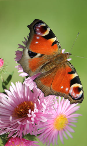 Schmetterling Pfauenauge und Aster